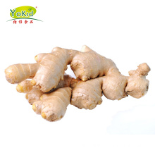 Gap South Africa Special Nice Fresh Organic Ginger Need